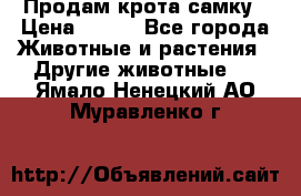 Продам крота самку › Цена ­ 200 - Все города Животные и растения » Другие животные   . Ямало-Ненецкий АО,Муравленко г.